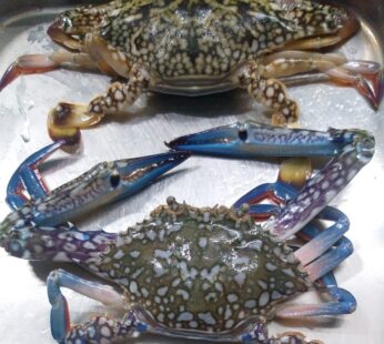 Blue crab/ Nandu 500 gms: Net wt 270-310 gms