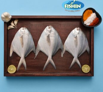 White Pomfret Full fish with slits 500 gms: Net wt 350 gms